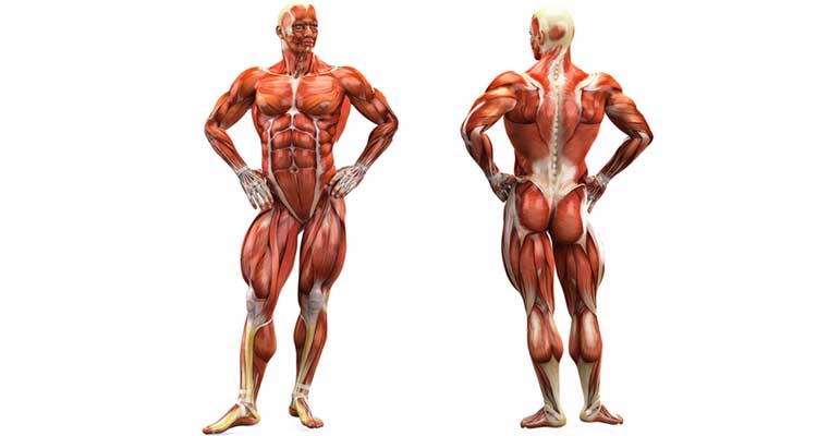 Resultado de imagen para musculos